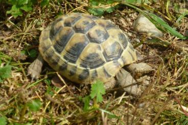 Landschildkröten kaufen und verkaufen Foto: Testudo Hermanni Griechische Landschildkröten