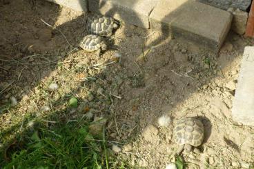 Tortoises kaufen und verkaufen Photo: Testudo Hermanni, griechische Landschildkröten NZ 2020