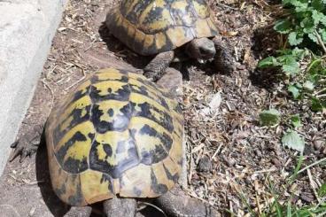 Schildkröten  kaufen und verkaufen Foto: 4 griechische Landschildkröten