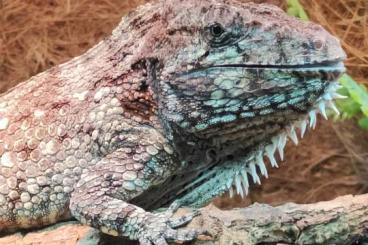 Lizards kaufen und verkaufen Photo: Westliches Falsches Chamäleon-Anolis barbatus Jungtiere abzugeben