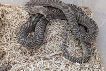 Schlangen kaufen und verkaufen Foto: Masticophis flagellum testaceus (western coachwhip)