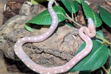 Schlangen kaufen und verkaufen Foto: Pantherophis guttatus(cornsnakes) scaleless and palmetto 