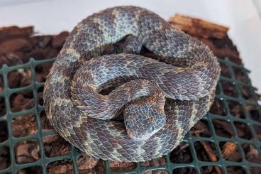 Snakes kaufen und verkaufen Photo: For Hamm,Atheris squamigera Cb 01/25 Snakes kaufen und verkaufen Photo: For Hamm,Atheris squamigera Cb 01/25