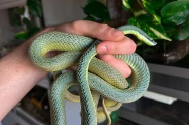 Snakes kaufen und verkaufen Photo: 1.0 Philodryas baroni blue x green