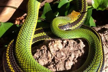 Schlangen kaufen und verkaufen Foto: Ptyas nigromarginata, Drymarchon melanurus rubidus 