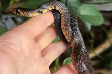 Snakes kaufen und verkaufen Photo: Drymarchon melanurus rubidus cb2024