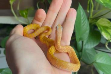 Snakes kaufen und verkaufen Photo: Ptyas mucosa, Drymarchon melanurus rubidus 