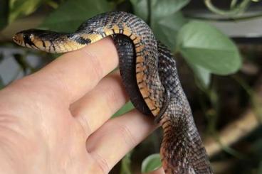 Schlangen kaufen und verkaufen Foto: Drymarchon melanurus rubidus (Guerrero) 