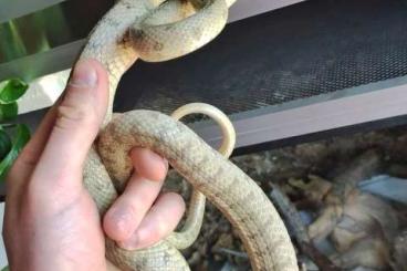 Snakes kaufen und verkaufen Photo: Hemorrhois ravergieri (100% het blackhead) Snakes kaufen und verkaufen Photo: Hemorrhois ravergieri (100% het blackhead)