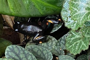 Poison dart frogs kaufen und verkaufen Photo: Oophaga Histrionica bullseye