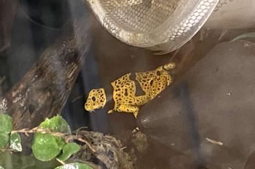 Poison dart frogs kaufen und verkaufen Photo: Dendrobates Leucomelas genetzt 