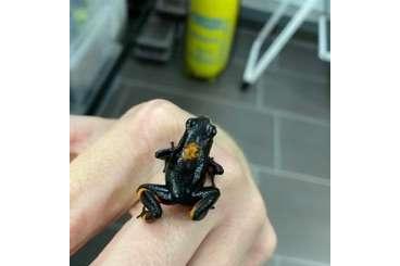 Poison dart frogs kaufen und verkaufen Photo: 1,0,1 Oophaga Histrionica bullseye 