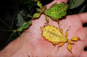 Insekten kaufen und verkaufen Foto: Wandelnde Blätter Eier (phyllium philippnicum) Phasmiden