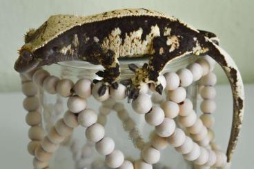 Geckos kaufen und verkaufen Foto: 2.3 Kronengecko ( Correlophus ciliatus  )