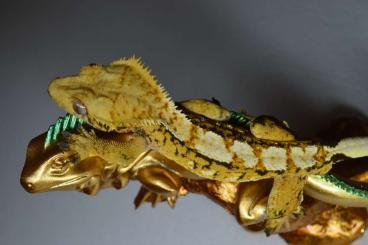 Geckos kaufen und verkaufen Photo: 1.1 Kronengecko zur abgabe 