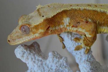 Geckos kaufen und verkaufen Foto: 1.1 Kronengecko Lilly White Red / Lilly White Yellow 