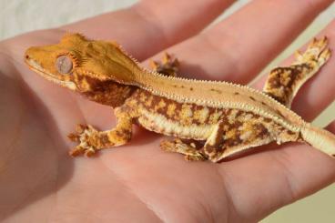 Geckos kaufen und verkaufen Photo: Kronengeckos ( Correlophus ciliatus )