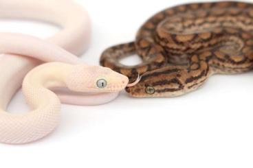 Boas kaufen und verkaufen Photo: Epicrates Maurus Rainbowboa Braune Regenbogenboa Blue eyed Lucy 