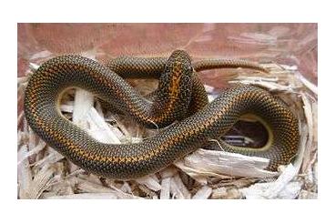 Colubrids kaufen und verkaufen Photo: Lamprophis Aurora Aurora housesnake hausschlange boaedon