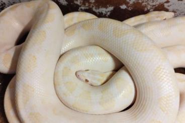 Schlangen kaufen und verkaufen Foto: Epicrates Maurus Albino het Albino 1.2 breeding pair Regenbogenboas 