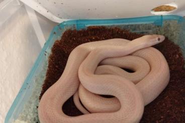 Nattern ungiftige  kaufen und verkaufen Foto: Housesnake hausschlange boaedon capensis Albino blue eyed 