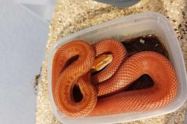 Nattern ungiftige  kaufen und verkaufen Foto: Boaedon capensis Housesnake Hausschlange Red Albino 0.1