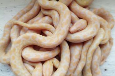 Boas kaufen und verkaufen Foto: Epicrates Maurus Albino Regenbogenboa Boas kaufen und verkaufen Foto: Epicrates Maurus Albino Regenbogenboa