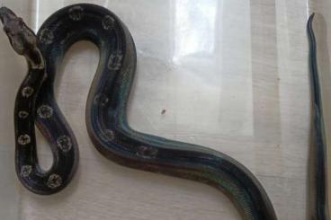 Boas kaufen und verkaufen Photo: Boa constrictor imperator - IMG