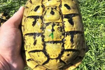 Landschildkröten kaufen und verkaufen Foto: Hermann boettgeri female and male 