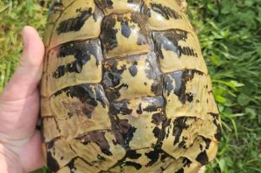 Tortoises kaufen und verkaufen Photo: Testudo hermann boettgeri 