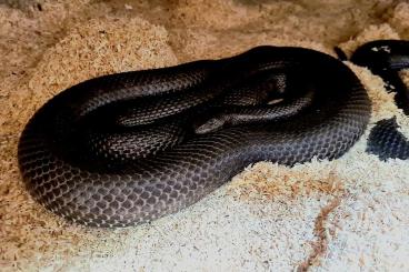 Schlangen kaufen und verkaufen Foto: Pseudaspis cana (Cape Town) black 