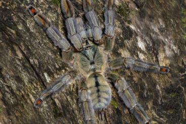 Vogelspinnen kaufen und verkaufen Foto: Psalmopoeus cambridgei vogelspinne