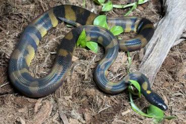 Pythons kaufen und verkaufen Foto: Bothrochilus Boa.Bismarcks pyton