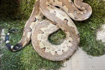 Snakes kaufen und verkaufen Photo: Candoia carinata paulsoni 2.1 Snakes kaufen und verkaufen Photo: Candoia carinata paulsoni 2.1