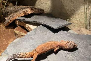 Geckos kaufen und verkaufen Foto: Leopardgecko "Giant" - Weibchen