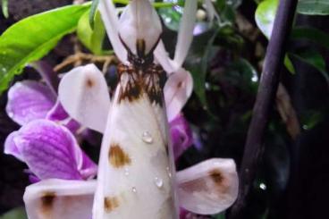 Insects kaufen und verkaufen Photo: Hymenopus coronatus Orchideenmantis gottesanbeterin 