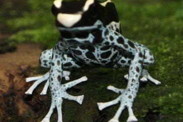 Poison dart frogs kaufen und verkaufen Photo: Biete Dendrobaten, Phyllobates sowie ein Regenwald Terrarium