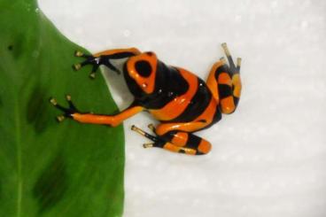 Poison dart frogs kaufen und verkaufen Photo: Leucomelas British Guyana