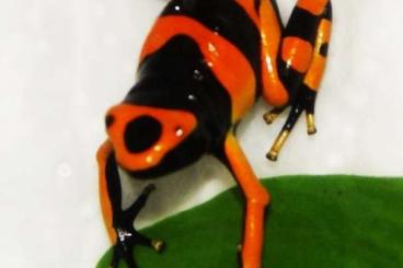 Poison dart frogs kaufen und verkaufen Photo: Biete Leucomelas British Guyana 