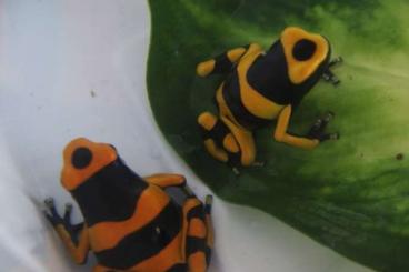 Poison dart frogs kaufen und verkaufen Photo:  Leucomelas British Guyana 