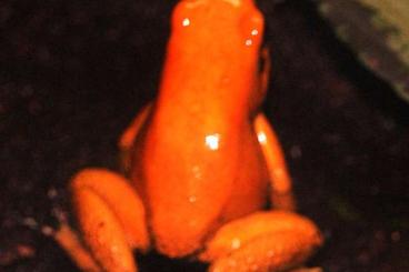 Poison dart frogs kaufen und verkaufen Photo: Phyllobates Terribilis Orange Poison dart frogs kaufen und verkaufen Photo: Phyllobates Terribilis Orange
