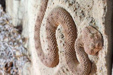 Giftschlangen kaufen und verkaufen Foto: 1.1 Cerastes gasperettii (Saudi-Arabien)