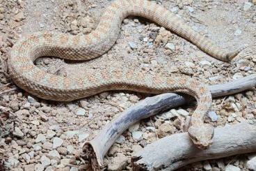 Venomous snakes kaufen und verkaufen Photo: 1.0 Crotalus concolor cb 2019         
