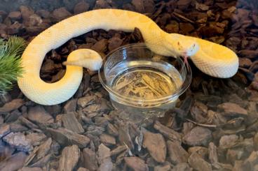 Venomous snakes kaufen und verkaufen Photo: 1.1 Crotalus Atrox Albino het. Melanistic / Albino