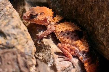 Geckos kaufen und verkaufen Photo: Nephrurus cinctus            