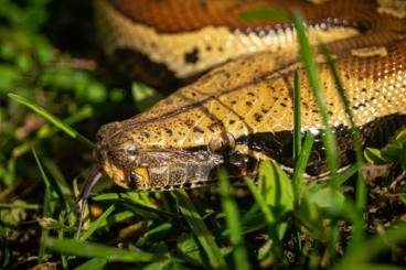 Pythons kaufen und verkaufen Photo: Female Python Brongersmai