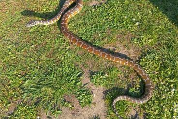 Pythons kaufen und verkaufen Photo: Male Darwin Carpet Python, proven breeder Pythons kaufen und verkaufen Photo: Male Darwin Carpet Python, proven breeder