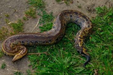 Pythons kaufen und verkaufen Photo: Female Python Brongersmai Pythons kaufen und verkaufen Photo: Female Python Brongersmai