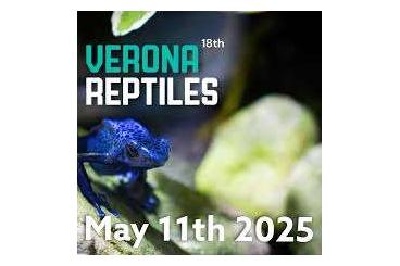 Schlangen kaufen und verkaufen Foto: FOR VERONA REPTILES 11 MAY