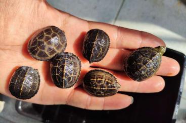 Landschildkröten kaufen und verkaufen Foto: turtle sale for hamm and Verona